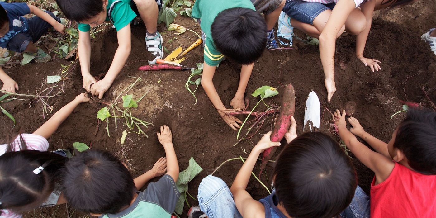 Children harvesting sweet potatoes from the soil together outdoors